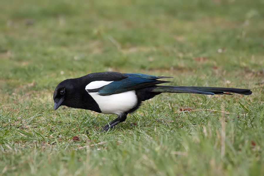 Elster (Pica pica) bei der Nahrungssuche