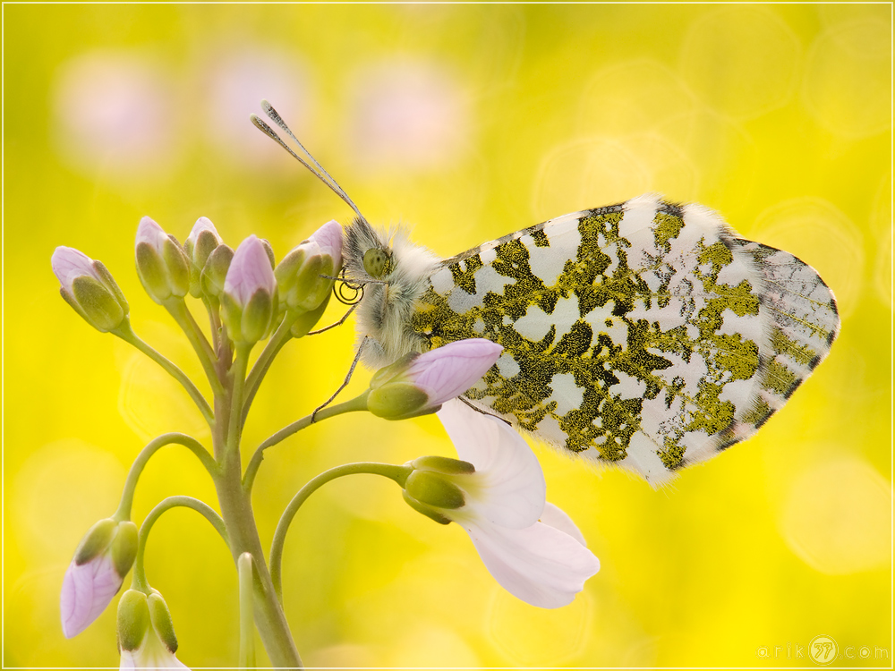 Aurorafalter - Anthocharis cardamines