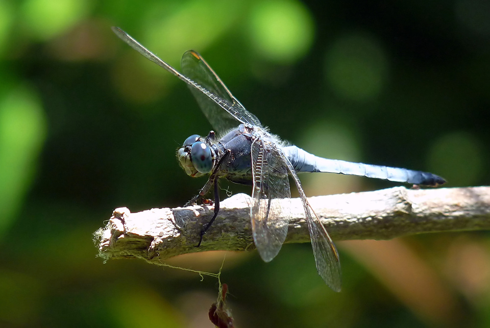 schöne blaue Augen