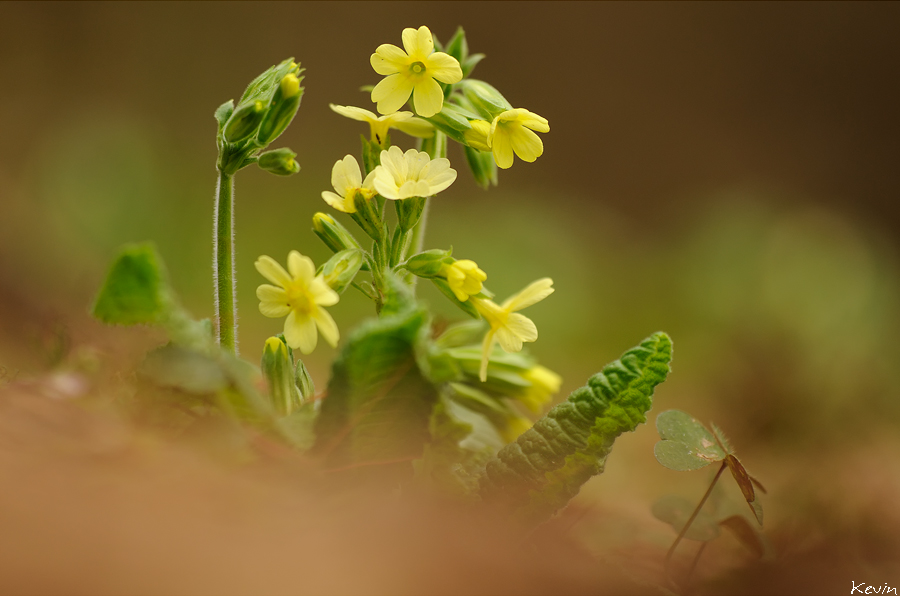 Schlüsselblume