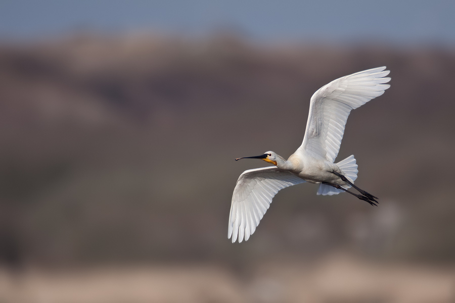 Löffler (Platalea leucorodia) im Flug