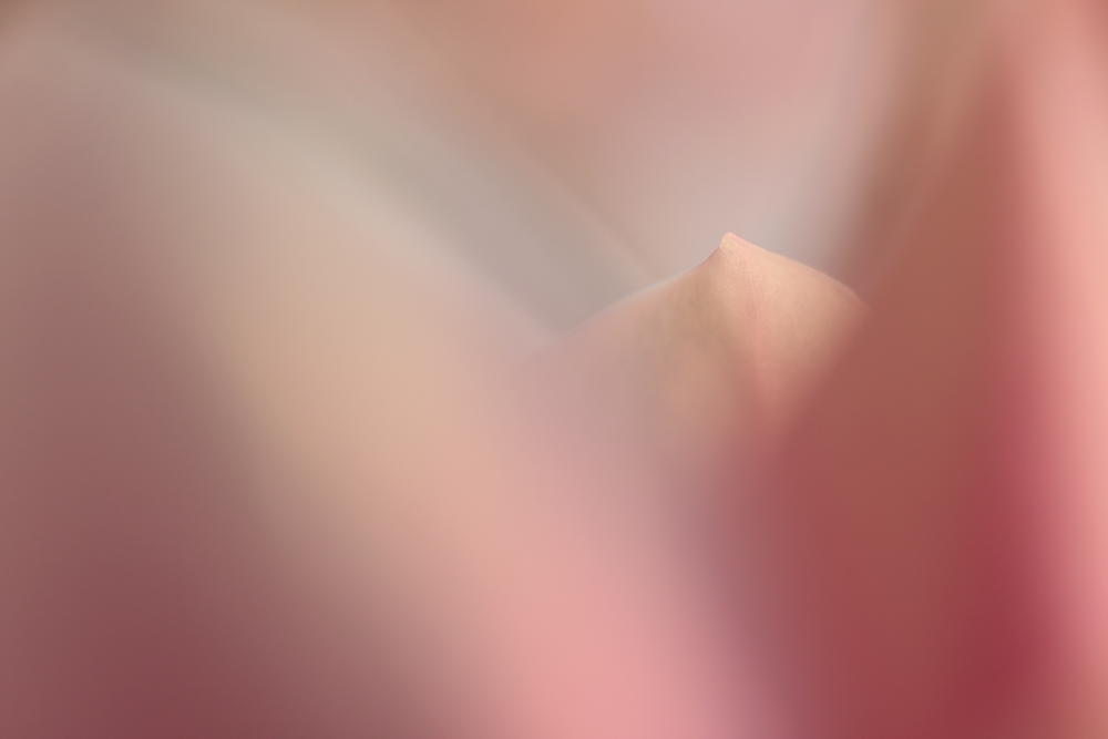 *ROSA*