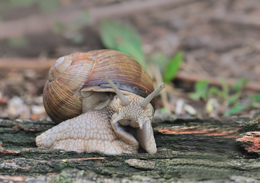 Weinbergschnecke (Helix pomatia)