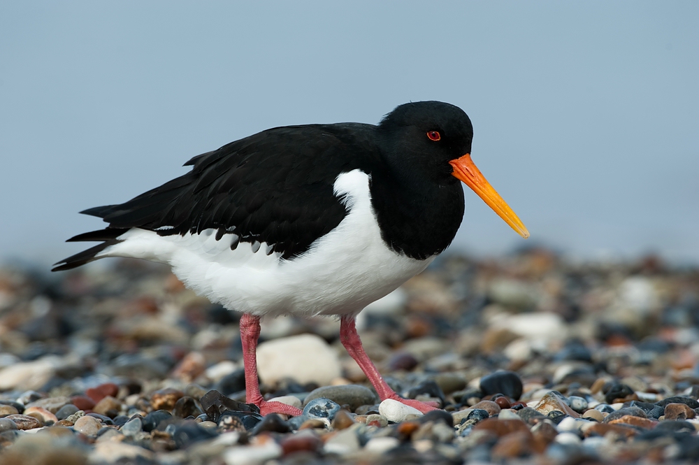 Austernfischer (Haematopus ostralegus) auf Helgoland