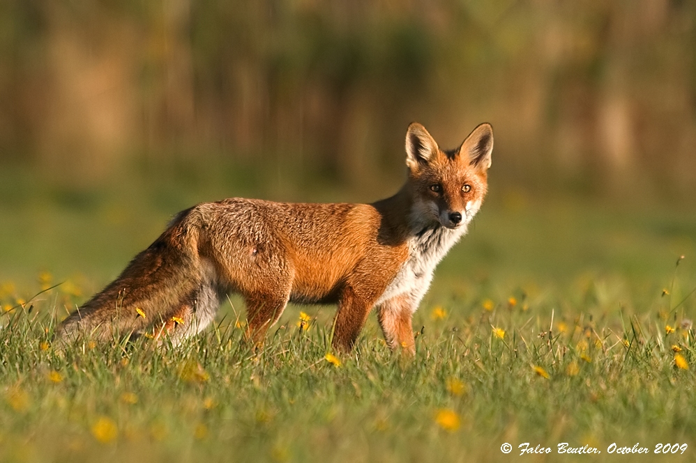 ~Vulpes vulpes~