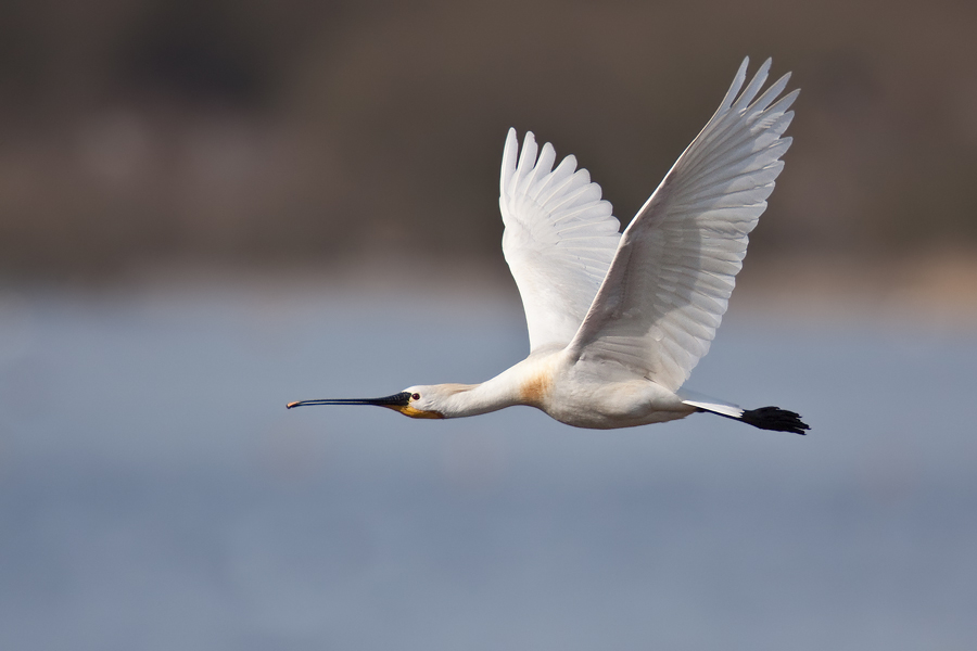 Löffler (Platalea leucorodia) im Flug II