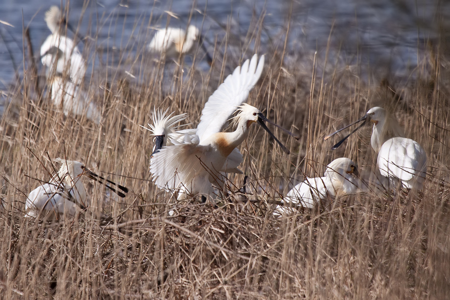 Löffler (Platalea leucorodia) am Brutplatz