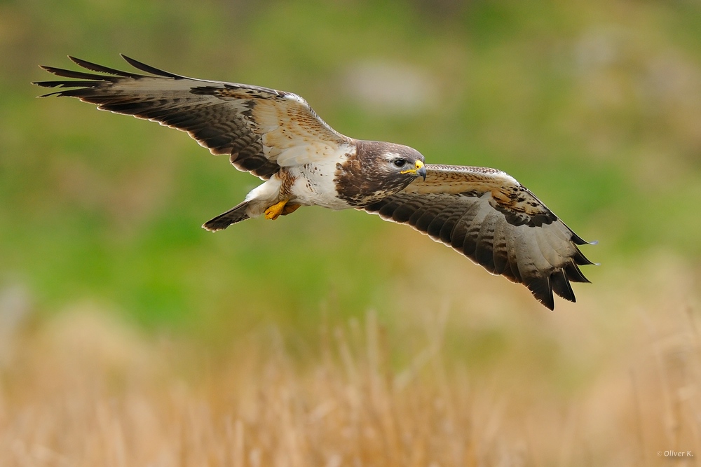 buteo buteo