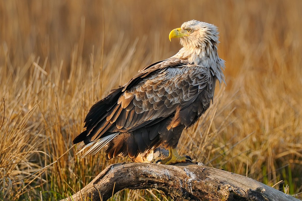 Ein alter Seeadler ...