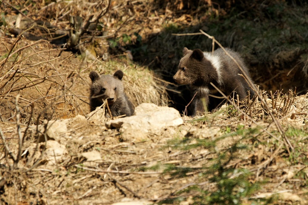 Junge Bären im bayrischen Wald