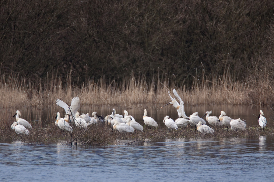 Löffler (Platalea leucorodia) bei der gemeinsamen Körperpflege