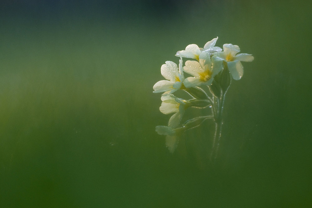Schlüsselblume am Morgen