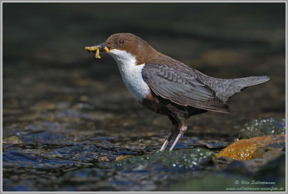 Jagende Wasseramsel