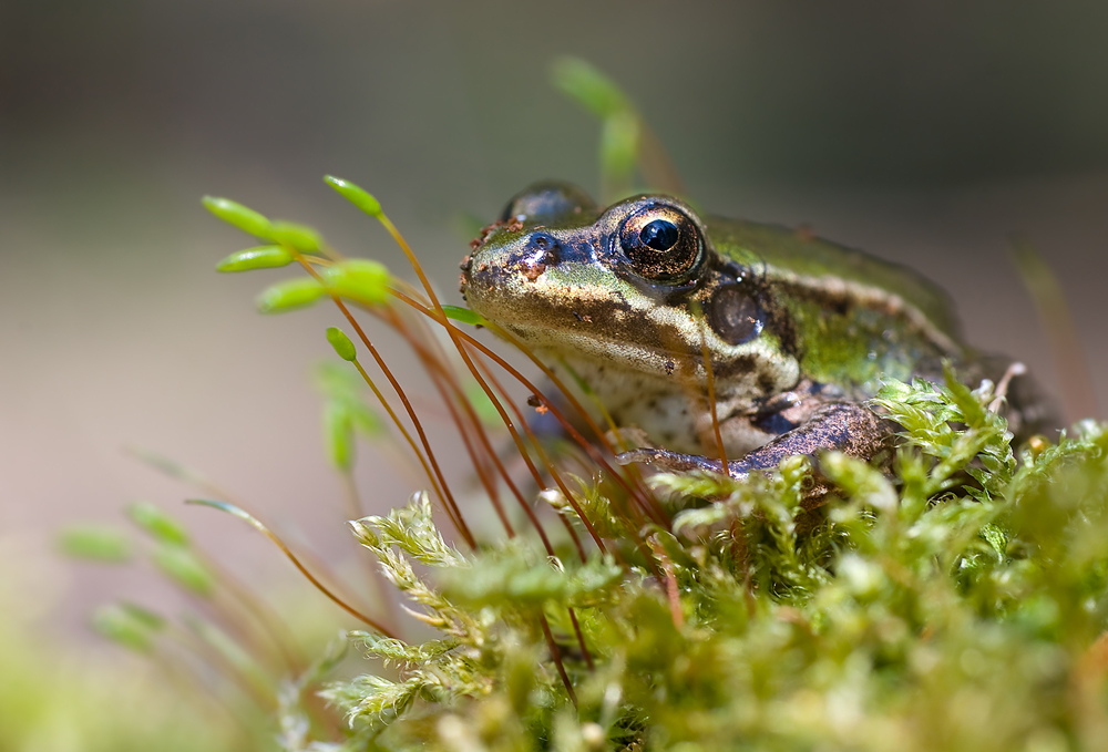 Froschie !!!!