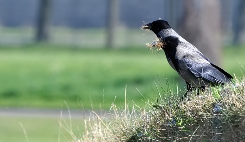 Zeit zum Nestbauen