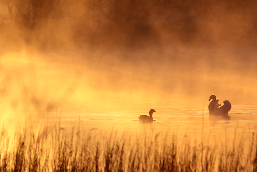 Goldener Morgen