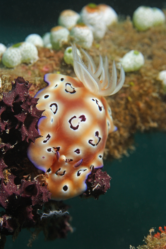 Chromodoris leopardus