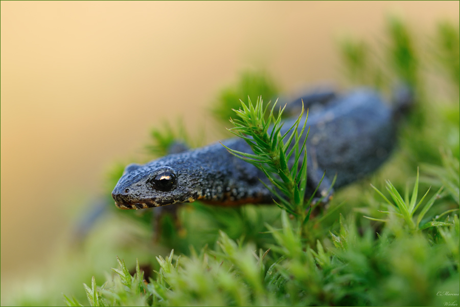 Ichthyosaura alpestris