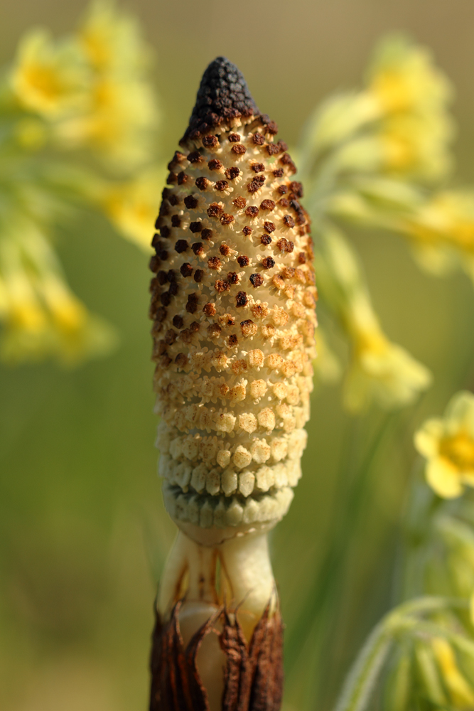 Ackerschachtelhalm vor Schlüsselblumen