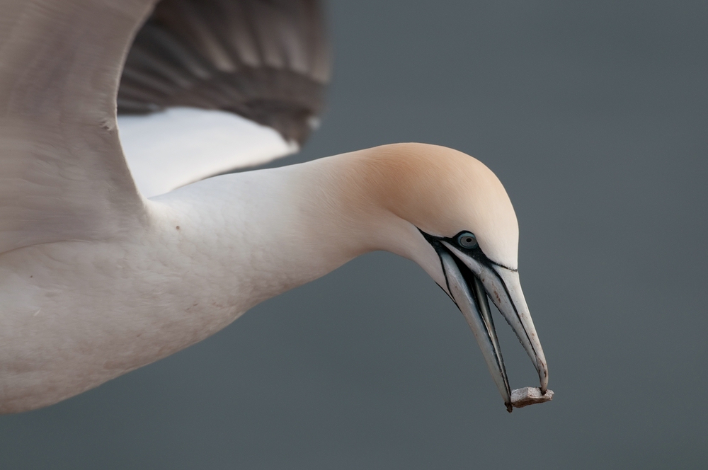 Basstölpel im Flug (Morus bassanus) - Helgoland II