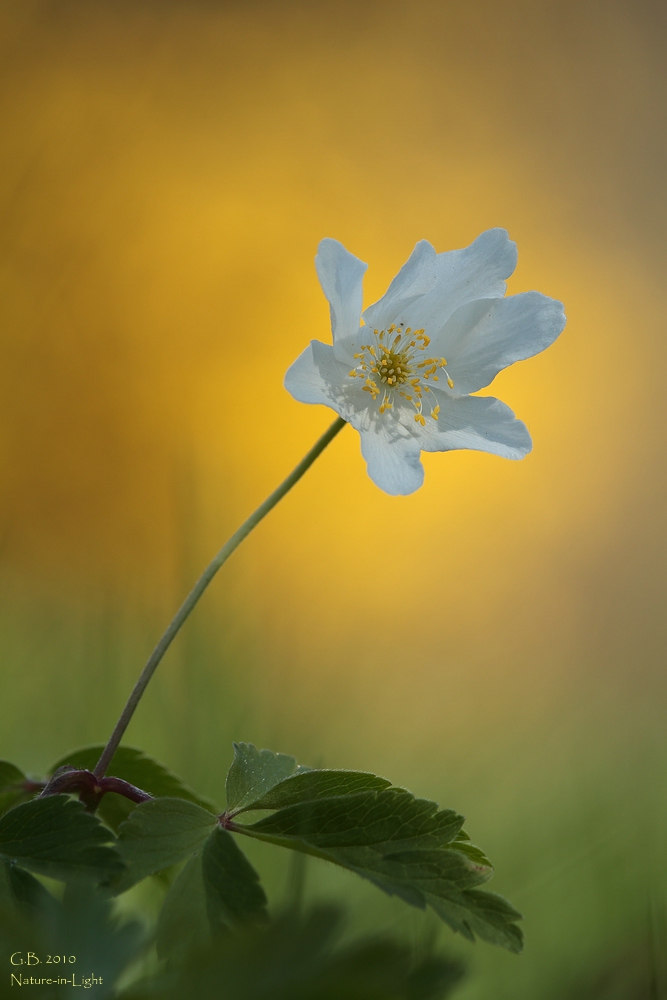 ~Frühlingsfarben~