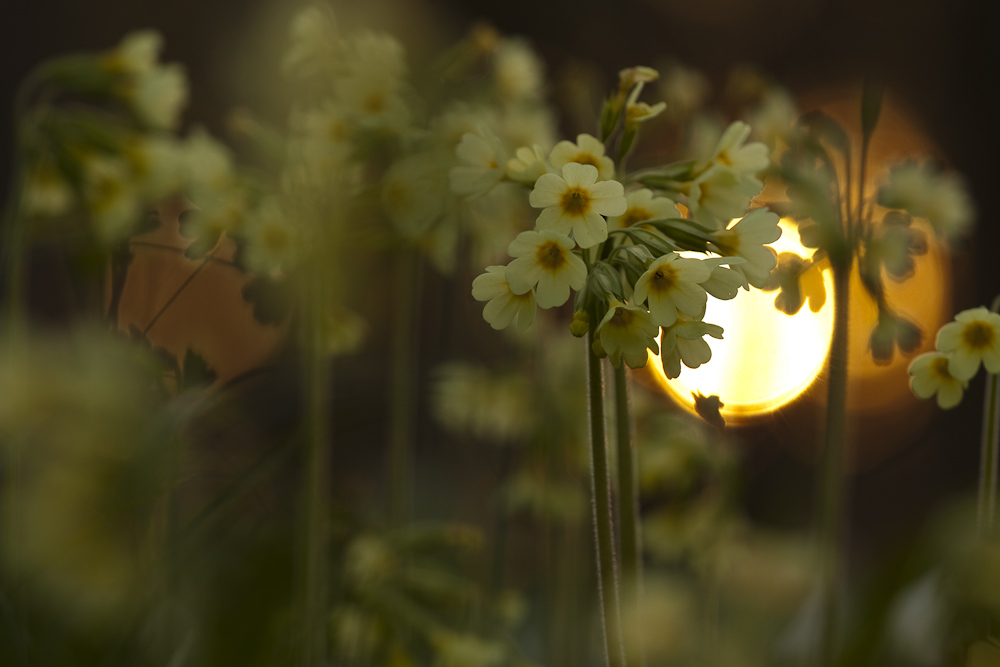 Sonnenuntergang in den Hohen Schlüsselblumen