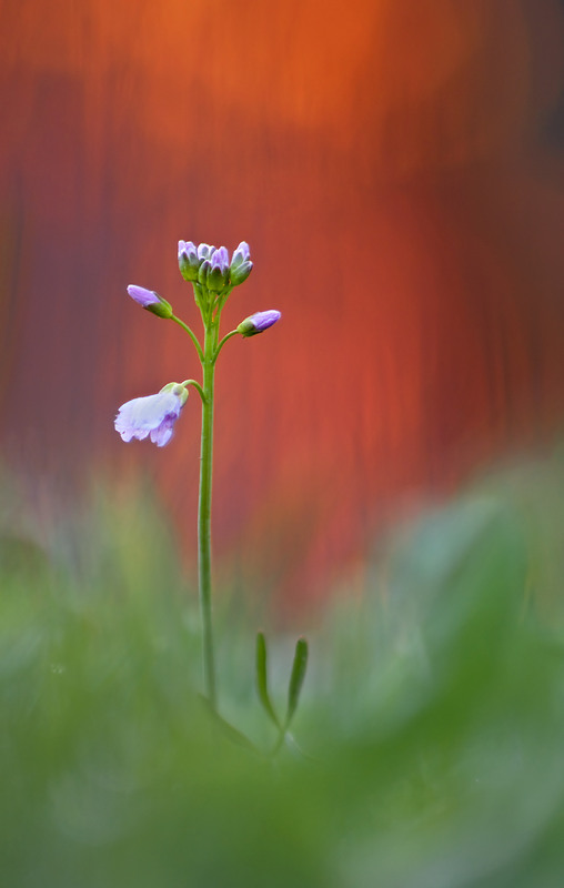 Wiesenschaumkraut