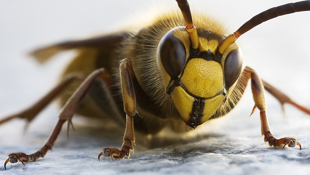 Hornisse (Forum für Naturfotografen)