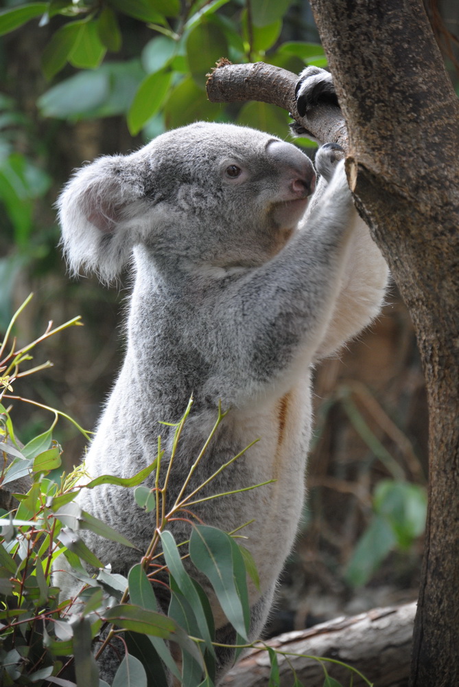 Koala