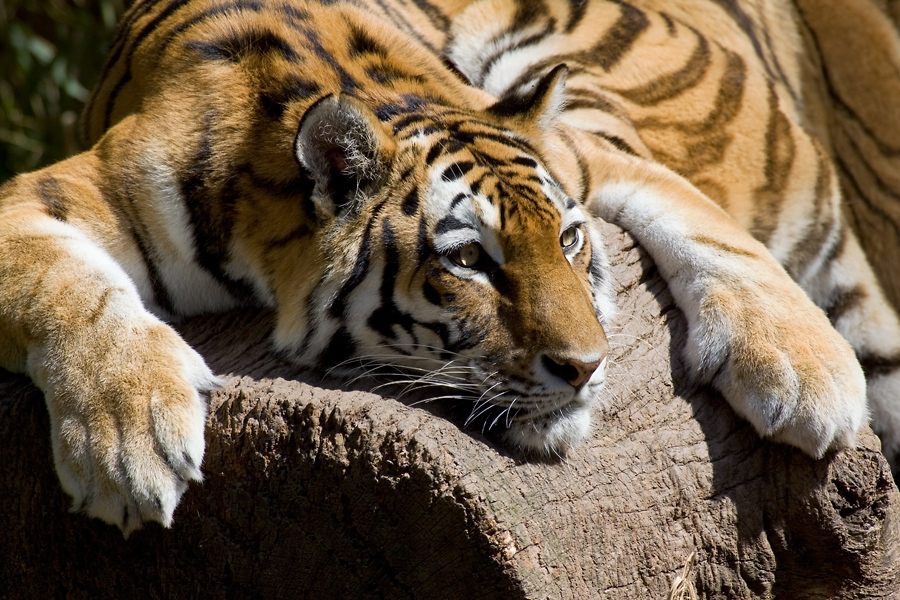 Amurtiger in der Mittagspause