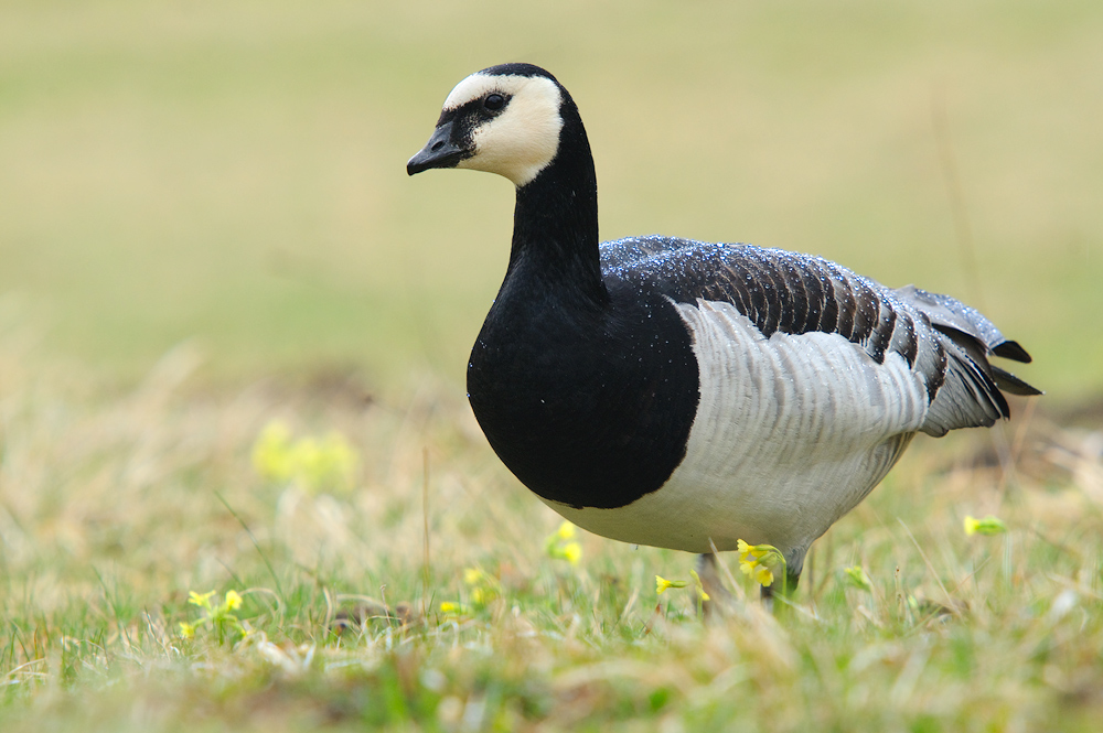 Oane geht no! - Weißwangengans (Branta leucopsis)