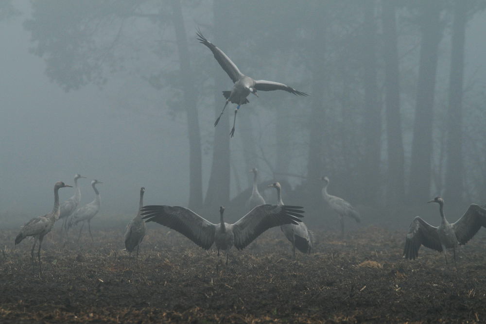 Kraniche im Morgennebel.