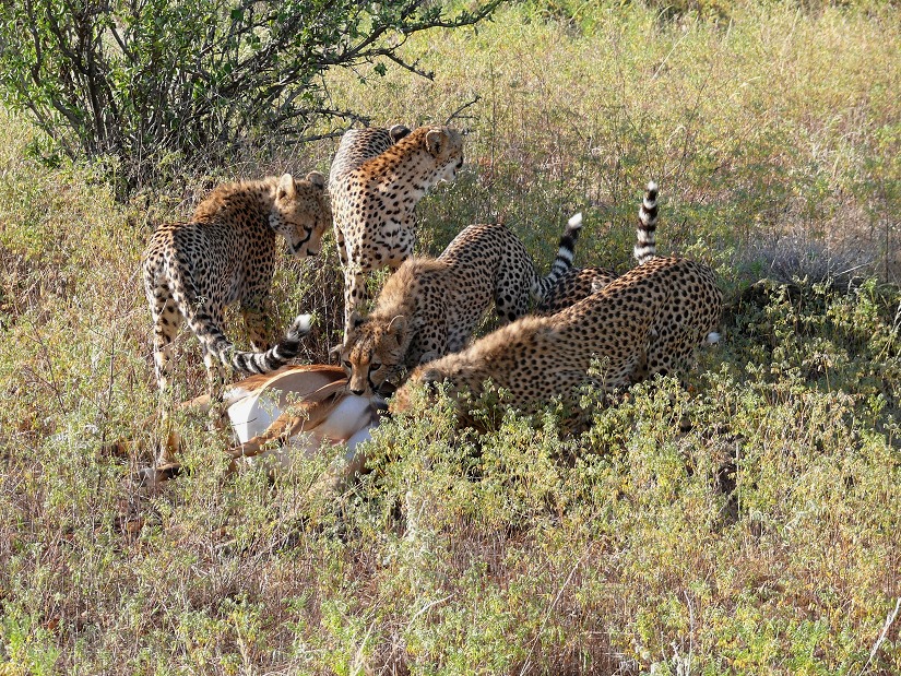 Fünf Cheetahs (Geparde)