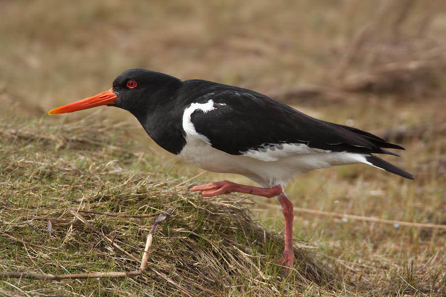 Austernfischer (Haematopus ostralegus)