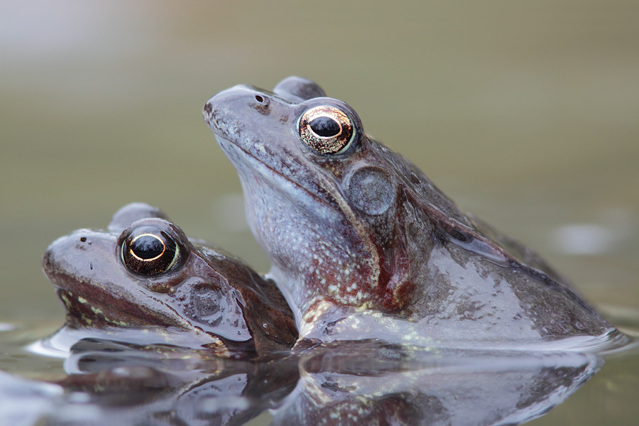 ~ Grasfroschhochzeit ~