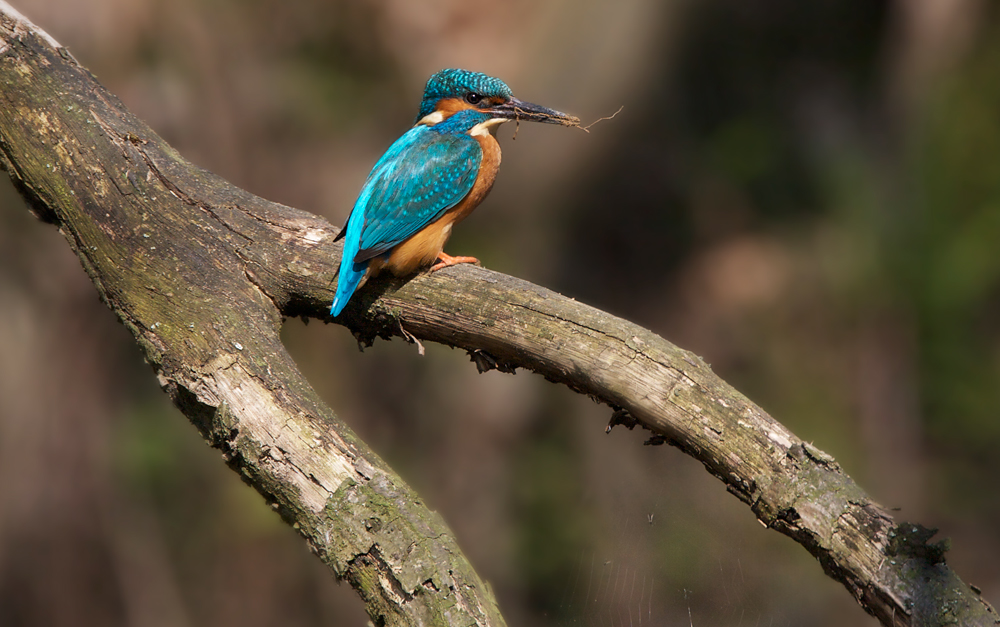 eisvogel ( alcedo atthis )