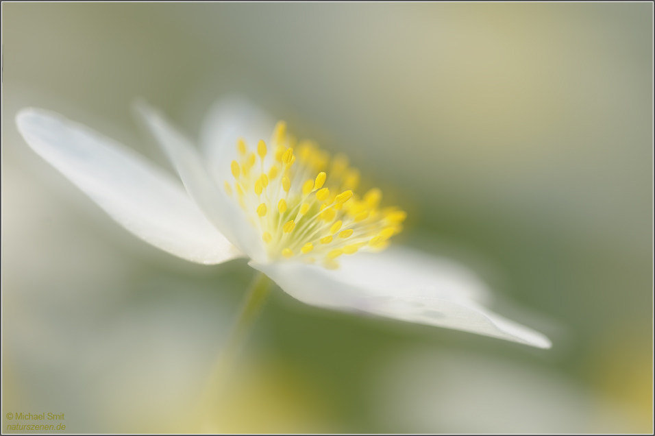 Buschwindröschen ( Anemone nemorosa )