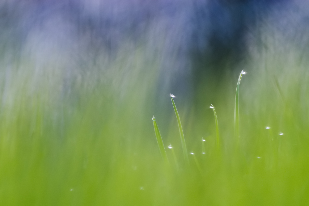 Grashalme im Gewirr der Wiese