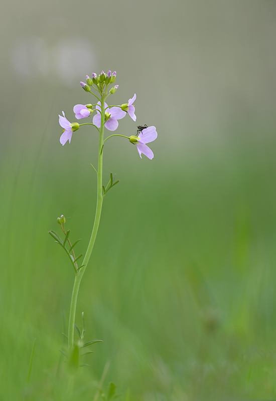 Wiesenschaumkraut!