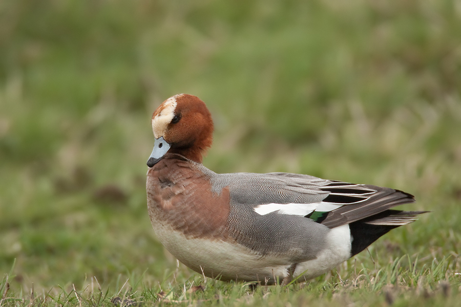 Pfeifente ♂ (Anas penelope) mit Wind von vorne