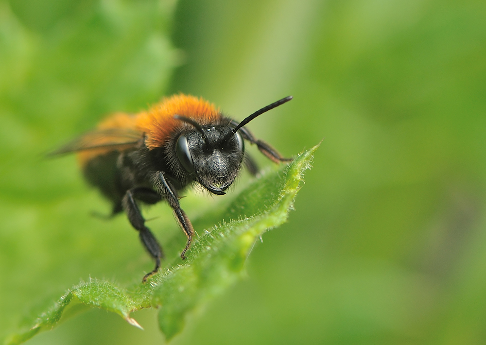 Sandbiene(Andrena fulva)