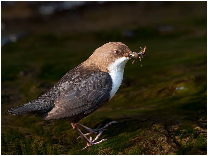 Wasseramsel mit Beute