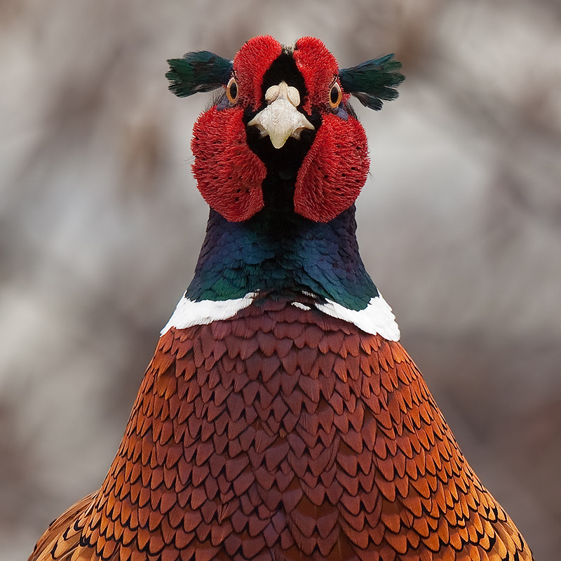 Portrait eines Fasanenhahns (Phasianus colchicus)