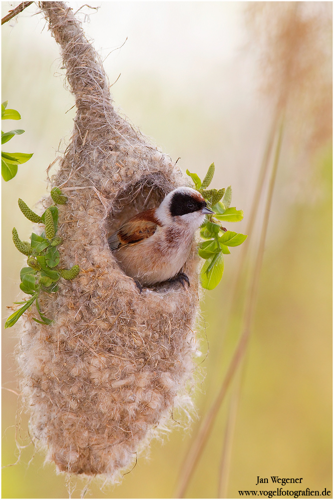 Beutelmeise (Remiz pendulinus) Penduline Tit