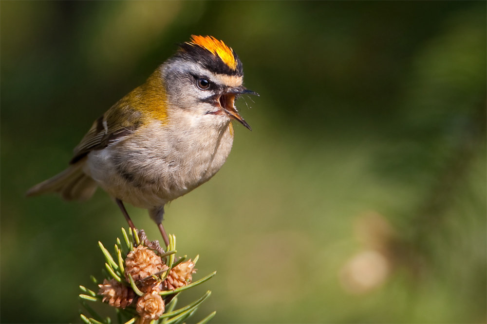 Sommergoldhähnchen