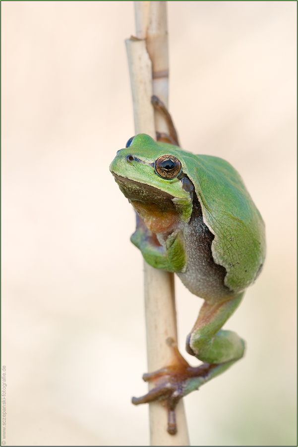 Laubfrosch (Hyla arborea)...