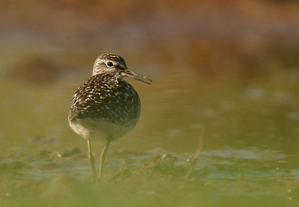 Bruchwasserläufer