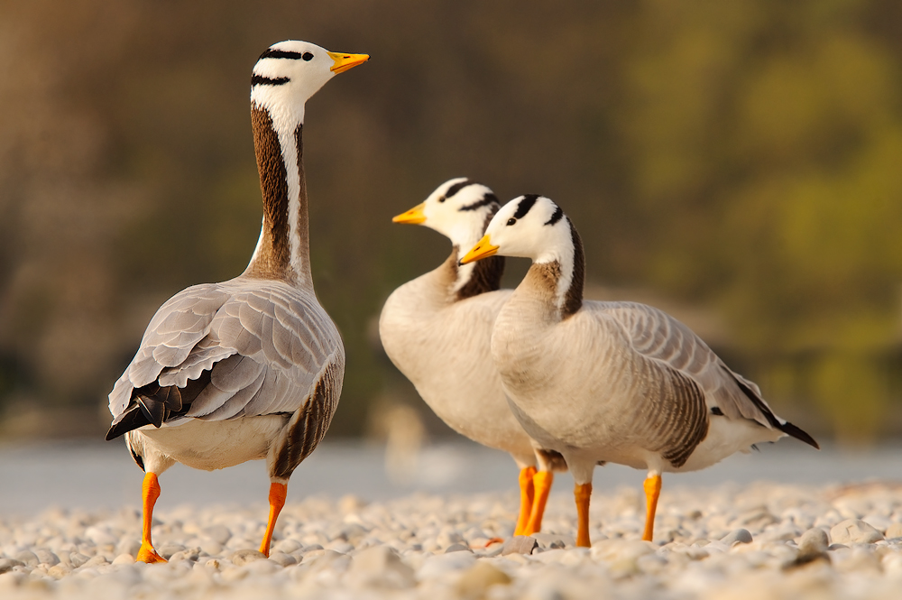 Streifengänse (Anser indicus)