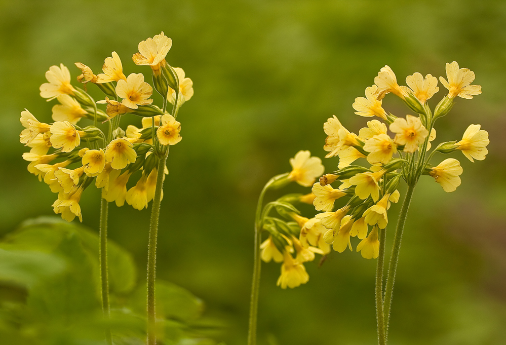 Hohe Wald-) Schüsselblume, Variante II