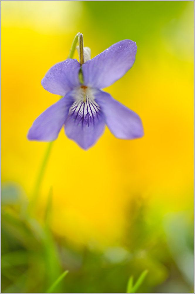 Waldveilchen